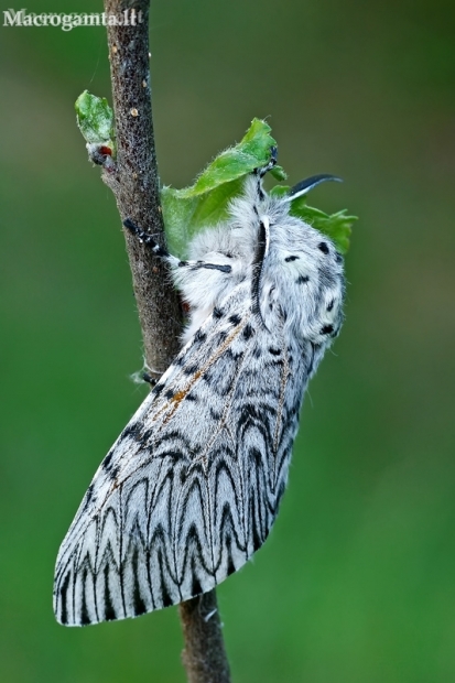 Puss Moth - Cerura vinula | Fotografijos autorius : Gintautas Steiblys | © Macronature.eu | Macro photography web site