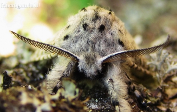 Puss Moth - Cerura vinula | Fotografijos autorius : Rasa Gražulevičiūtė | © Macronature.eu | Macro photography web site