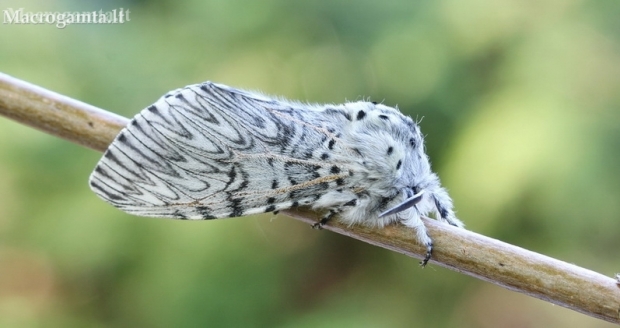 Puss Moth - Cerura vinula | Fotografijos autorius : Gediminas Gražulevičius | © Macronature.eu | Macro photography web site