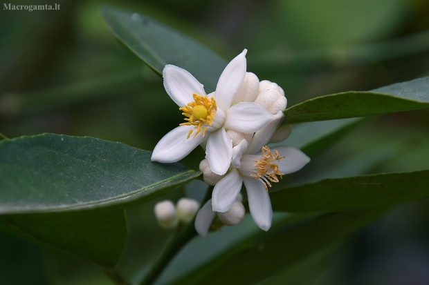 Rūgščiavaisis citrinmedis - Citrus × aurantiifolia, žiedai  | Fotografijos autorius : Nomeda Vėlavičienė | © Macrogamta.lt | Šis tinklapis priklauso bendruomenei kuri domisi makro fotografija ir fotografuoja gyvąjį makro pasaulį.