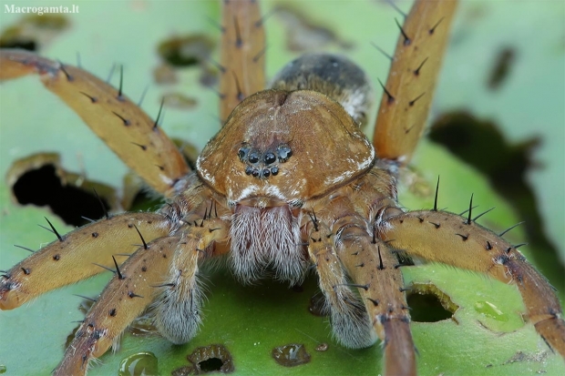 Raft spider - Dolomedes fimbriatus ♂ | Fotografijos autorius : Gintautas Steiblys | © Macronature.eu | Macro photography web site