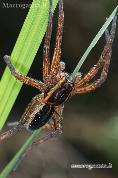 Raft spider - Dolomedes fimbriatus  | Fotografijos autorius : Gintautas Steiblys | © Macronature.eu | Macro photography web site