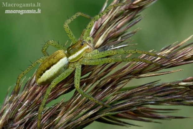 Raft spider - Dolomedes fimbriatus, juv.  | Fotografijos autorius : Gintautas Steiblys | © Macronature.eu | Macro photography web site