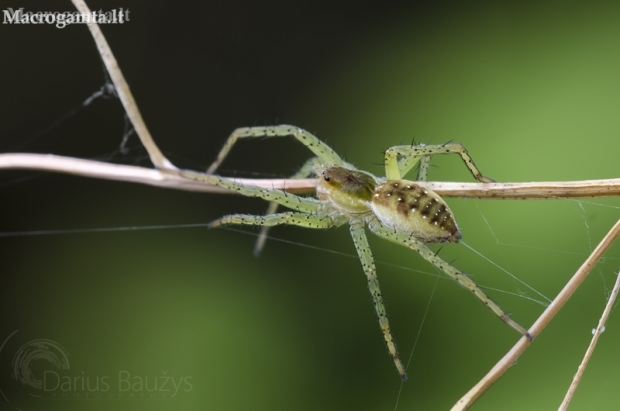 Raft spider - Dolomedes fimbriatus | Fotografijos autorius : Darius Baužys | © Macronature.eu | Macro photography web site
