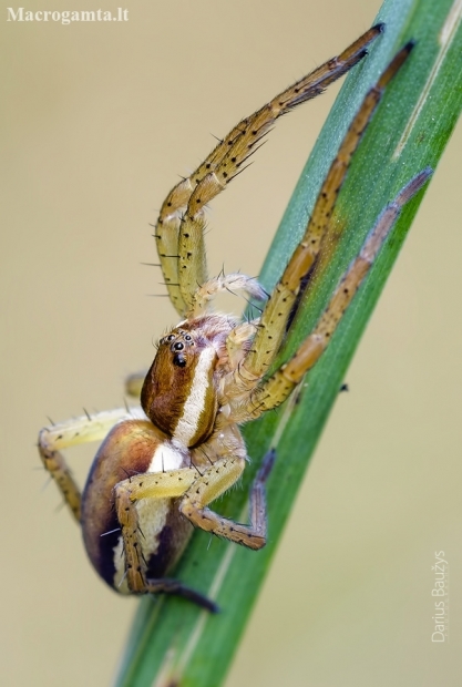 Juostuotasis plūdvoris | Fotografijos autorius : Darius Baužys | © Macronature.eu | Macro photography web site