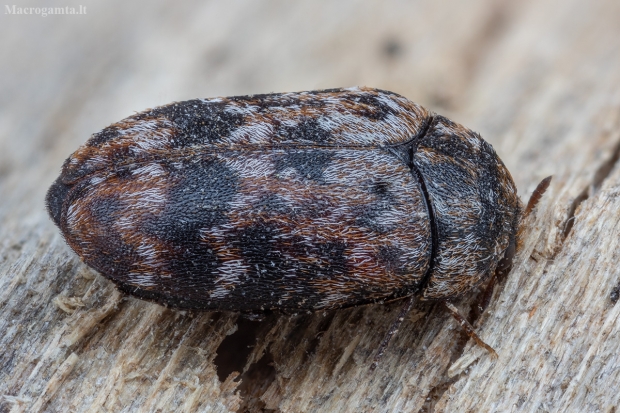 Raibasis kailiavabalis - Trogoderma versicolor | Fotografijos autorius : Žilvinas Pūtys | © Macrogamta.lt | Šis tinklapis priklauso bendruomenei kuri domisi makro fotografija ir fotografuoja gyvąjį makro pasaulį.