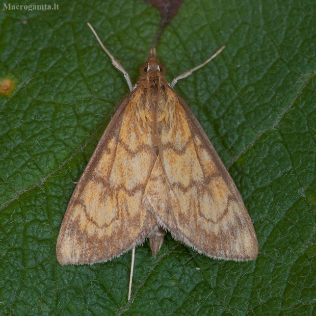 Raitytajuostis plačiasparnis ugniukas - Ecpyrrhorrhoe rubiginalis | Fotografijos autorius : Žilvinas Pūtys | © Macrogamta.lt | Šis tinklapis priklauso bendruomenei kuri domisi makro fotografija ir fotografuoja gyvąjį makro pasaulį.