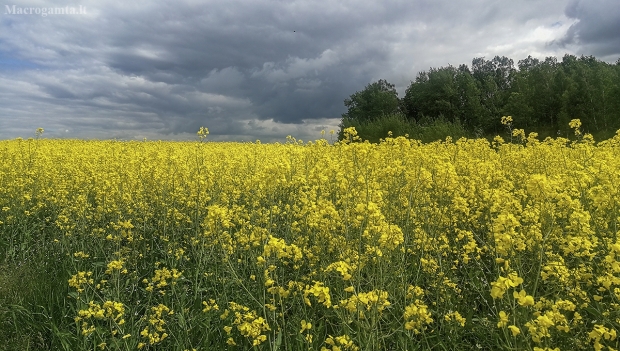 Rapsų laukai | Fotografijos autorius : Gintautas Steiblys | © Macrogamta.lt | Šis tinklapis priklauso bendruomenei kuri domisi makro fotografija ir fotografuoja gyvąjį makro pasaulį.