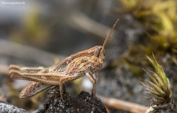 Rattle grasshopper - Psophus stridulus, nymph | Fotografijos autorius : Dalia Račkauskaitė | © Macronature.eu | Macro photography web site