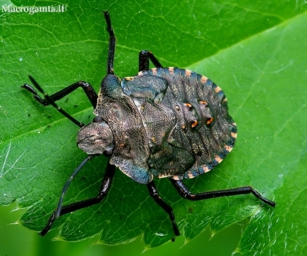 Red-legged shieldbug - Pentatoma rufipes, nymph | Fotografijos autorius : Romas Ferenca | © Macronature.eu | Macro photography web site