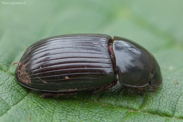 Raudonkojis afodijus - Acrossus (=Aphodius) rufipes | Fotografijos autorius : Žilvinas Pūtys | © Macrogamta.lt | Šis tinklapis priklauso bendruomenei kuri domisi makro fotografija ir fotografuoja gyvąjį makro pasaulį.
