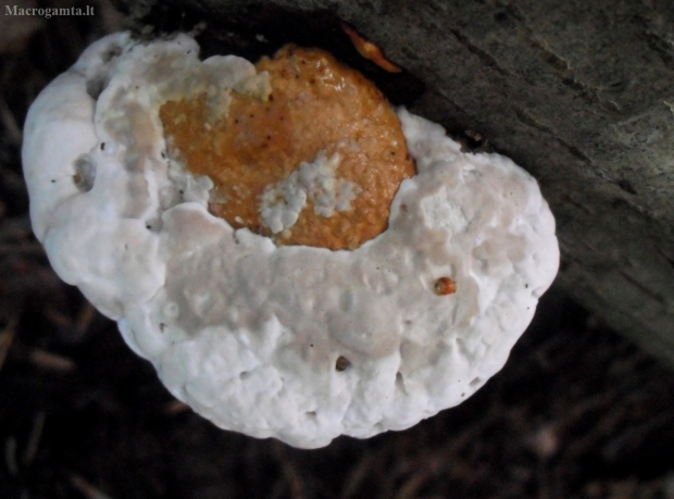 Raudonkraštė pintainė - Fomitopsis pinicola | Fotografijos autorius : Aleksandras Stabrauskas | © Macrogamta.lt | Šis tinklapis priklauso bendruomenei kuri domisi makro fotografija ir fotografuoja gyvąjį makro pasaulį.