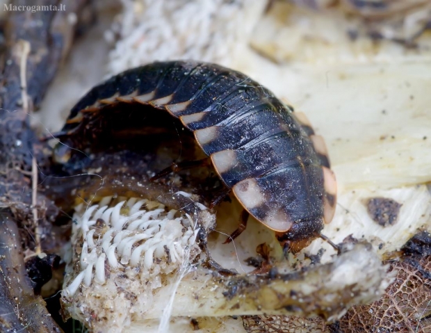 Raudonnugaris maitvabalis - Oiceoptoma thoracicum, lerva | Fotografijos autorius : Romas Ferenca | © Macrogamta.lt | Šis tinklapis priklauso bendruomenei kuri domisi makro fotografija ir fotografuoja gyvąjį makro pasaulį.