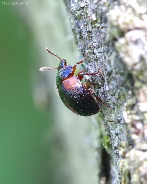 Raudonpetis kerpvabalis - Anisotoma humeralis | Fotografijos autorius : Romas Ferenca | © Macrogamta.lt | Šis tinklapis priklauso bendruomenei kuri domisi makro fotografija ir fotografuoja gyvąjį makro pasaulį.