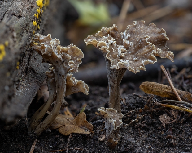 Raukšlėtasis trimičiukas - Craterellus undulatus | Fotografijos autorius : Žilvinas Pūtys | © Macrogamta.lt | Šis tinklapis priklauso bendruomenei kuri domisi makro fotografija ir fotografuoja gyvąjį makro pasaulį.