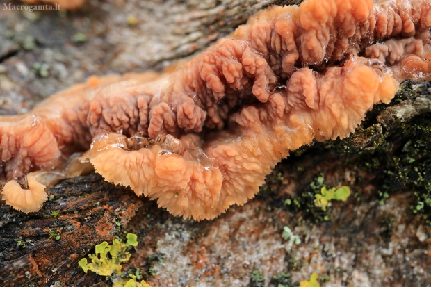 Spindulinis raukšliagrybis - Phlebia radiata  | Fotografijos autorius : Ramunė Vakarė | © Macrogamta.lt | Šis tinklapis priklauso bendruomenei kuri domisi makro fotografija ir fotografuoja gyvąjį makro pasaulį.