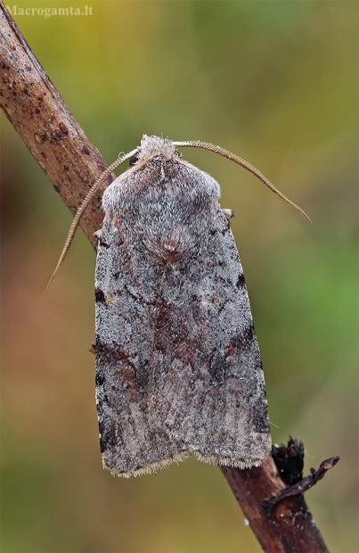 Rausvarudis pavasarinis dirvinukas - Cerastis rubricosa | Fotografijos autorius : Gintautas Steiblys | © Macrogamta.lt | Šis tinklapis priklauso bendruomenei kuri domisi makro fotografija ir fotografuoja gyvąjį makro pasaulį.