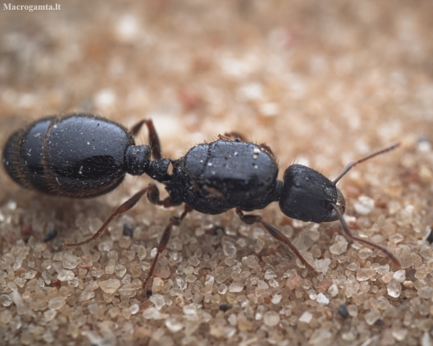 Red Pavement Ant - Tetramorium caespitum | Fotografijos autorius : Mindaugas Leliunga | © Macronature.eu | Macro photography web site