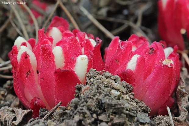 Red Rockrose-parasite - Cytinus ruber | Fotografijos autorius : Gintautas Steiblys | © Macronature.eu | Macro photography web site