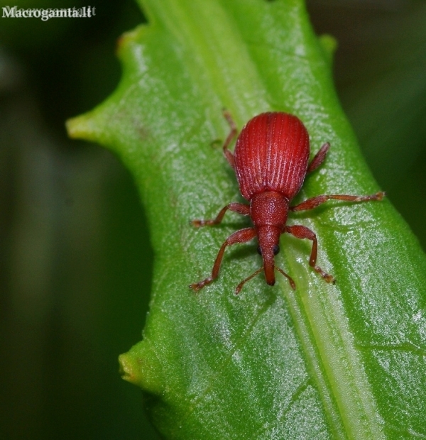 Red Rumex Weevil - Apion frumentarium  | Fotografijos autorius : Žydrūnas Daunoravičius | © Macronature.eu | Macro photography web site