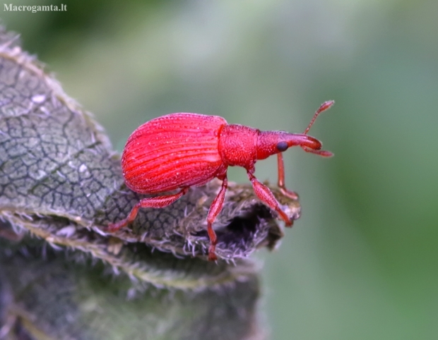 Red Rumex Weevil - Apion frumentarium | Fotografijos autorius : Romas Ferenca | © Macronature.eu | Macro photography web site