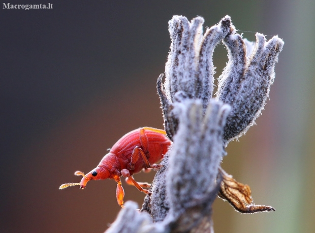 Red Rumex Weevil - Apion frumentarium | Fotografijos autorius : Agnė Našlėnienė | © Macronature.eu | Macro photography web site
