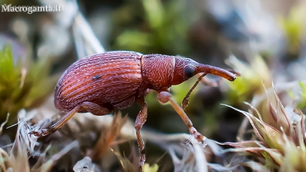 Red Rumex Weevil - Apion frumentarium | Fotografijos autorius : Oskaras Venckus | © Macronature.eu | Macro photography web site