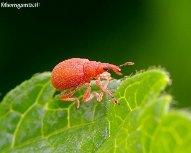 Red Rumex Weevil - Apion frumentarium | Fotografijos autorius : Romas Ferenca | © Macronature.eu | Macro photography web site