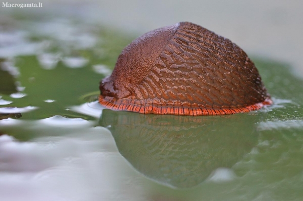 Red Slug - Arion rufus | Fotografijos autorius : Agnė Našlėnienė | © Macronature.eu | Macro photography web site