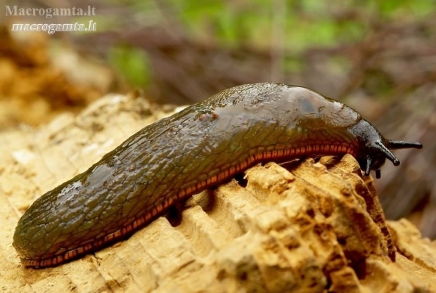 Red Slug - Arion rufus | Fotografijos autorius : Romas Ferenca | © Macronature.eu | Macro photography web site