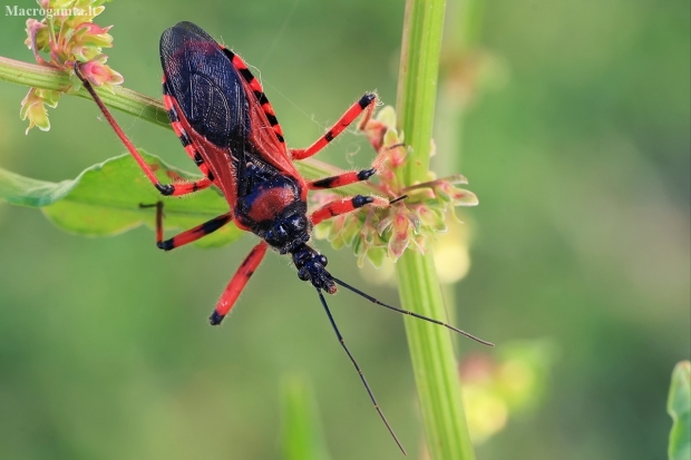 Red assassin bug - Rhynocoris iracundus | Fotografijos autorius : Gintautas Steiblys | © Macronature.eu | Macro photography web site