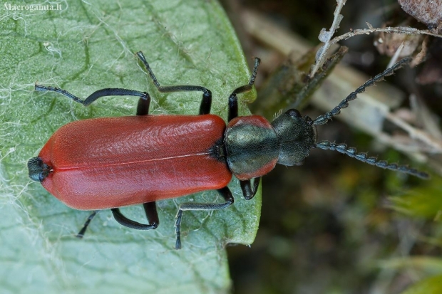 Red malachite beetle - Anthocomus rufus ♂ | Fotografijos autorius : Žilvinas Pūtys | © Macronature.eu | Macro photography web site