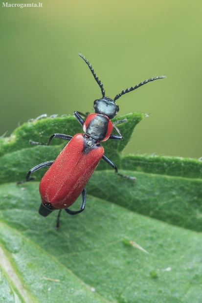 Red malachite beetle - Anthocomus rufus | Fotografijos autorius : Gintautas Steiblys | © Macronature.eu | Macro photography web site