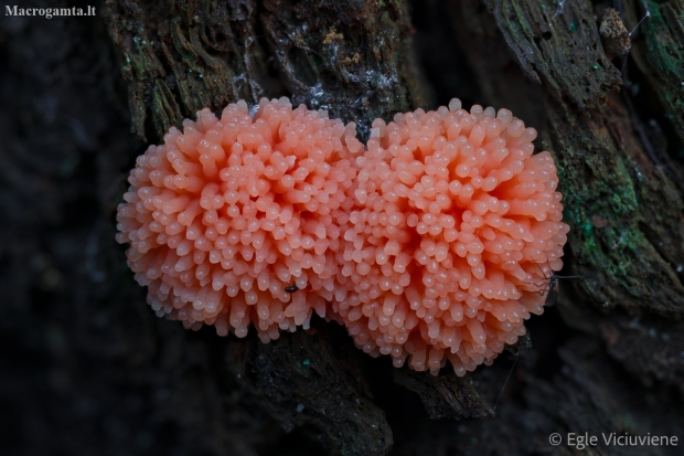 Red raspberry slime mold - Tubifera ferruginosa | Fotografijos autorius : Eglė Vičiuvienė | © Macronature.eu | Macro photography web site