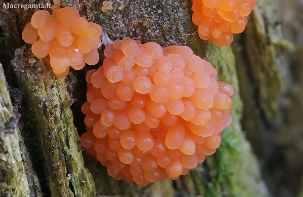 Red raspberry slime mould - Tubifera ferruginosa  | Fotografijos autorius : Gintautas Steiblys | © Macronature.eu | Macro photography web site