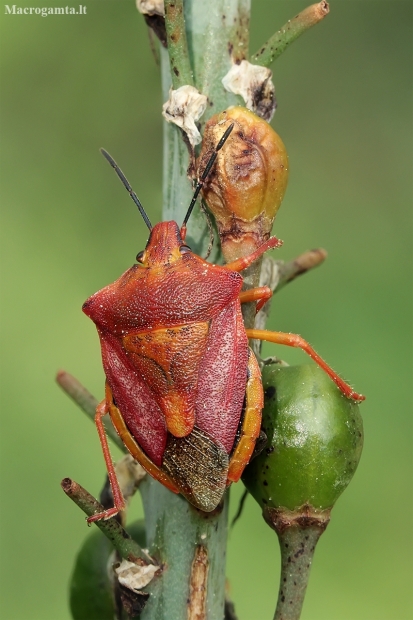 Red shield bug - Carpocoris mediterraneus | Fotografijos autorius : Gintautas Steiblys | © Macronature.eu | Macro photography web site