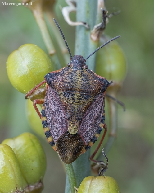 Red shield bug - Carpocoris mediterraneus | Fotografijos autorius : Žilvinas Pūtys | © Macronature.eu | Macro photography web site