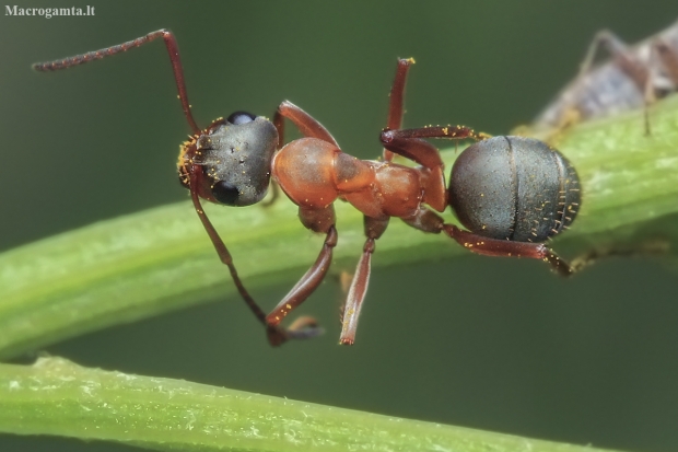 Red-barbed ant - Formica rufibarbis | Fotografijos autorius : Gintautas Steiblys | © Macronature.eu | Macro photography web site