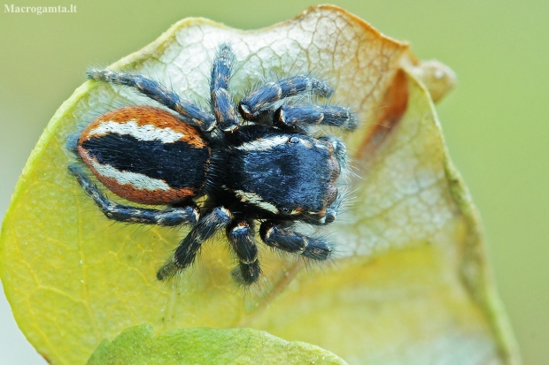 Red-bellied Jumping spider - Philaeus chrysops | Fotografijos autorius : Gintautas Steiblys | © Macrogamta.lt | Šis tinklapis priklauso bendruomenei kuri domisi makro fotografija ir fotografuoja gyvąjį makro pasaulį.