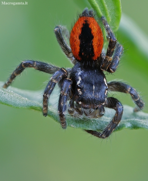 Red-bellied jumping spider - Philaeus chrysops ♂ | Fotografijos autorius : Gintautas Steiblys | © Macronature.eu | Macro photography web site