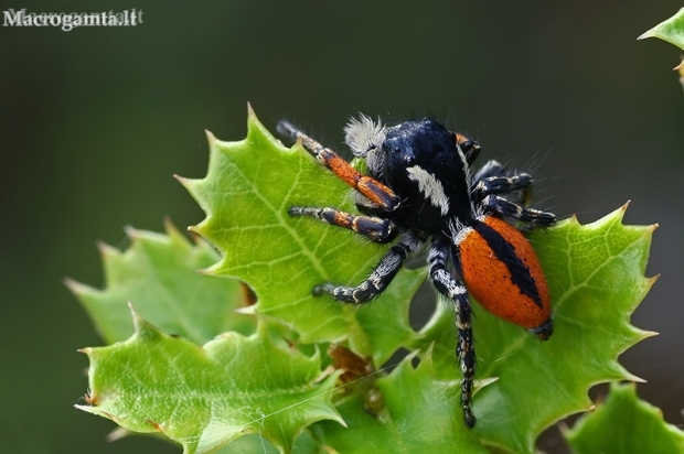 Red-bellied jumping spider - Philaeus chrysops, male | Fotografijos autorius : Gintautas Steiblys | © Macrogamta.lt | Šis tinklapis priklauso bendruomenei kuri domisi makro fotografija ir fotografuoja gyvąjį makro pasaulį.