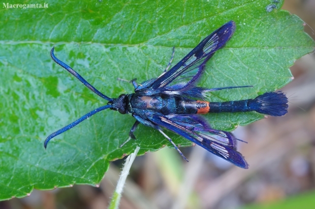 Obelinis stiklasparnis - Synanthedon myopaeformis | Fotografijos autorius : Romas Ferenca | © Macronature.eu | Macro photography web site