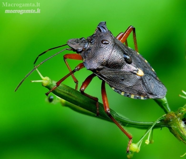 Red-legged shieldbug - Pentatoma rufipes | Fotografijos autorius : Romas Ferenca | © Macronature.eu | Macro photography web site