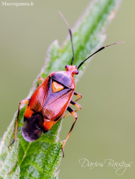 Red-spotted plant bug | Deraeocoris ruber | red form | Fotografijos autorius : Darius Baužys | © Macronature.eu | Macro photography web site