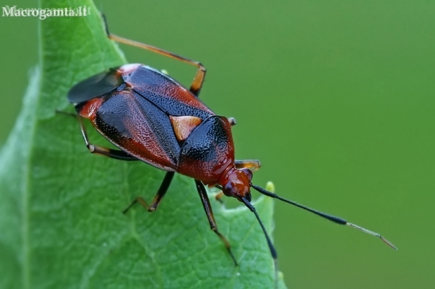 Red-spotted plant bug - Deraeocoris ruber  | Fotografijos autorius : Gintautas Steiblys | © Macronature.eu | Macro photography web site