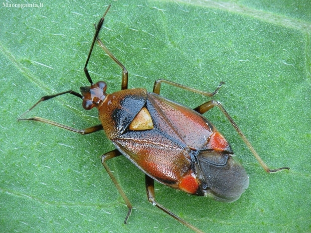 Red-spotted plant bug - Deraeocoris ruber | Fotografijos autorius : Vidas Brazauskas | © Macronature.eu | Macro photography web site