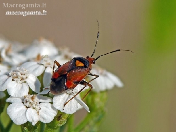 Raudonoji žolblakė - Deraeocoris ruber | Fotografijos autorius : Darius Baužys | © Macronature.eu | Macro photography web site