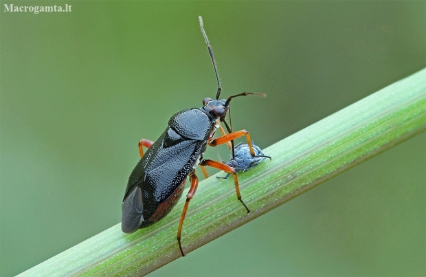 Red-spotted plant bug - Deraeocoris ruber | Fotografijos autorius : Gintautas Steiblys | © Macronature.eu | Macro photography web site
