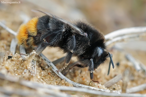 Akmeninė kamanė - Bombus lapidarius | Fotografijos autorius : Gintautas Steiblys | © Macronature.eu | Macro photography web site