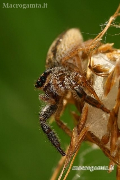 Reed Jumper - Marpissa radiata  | Fotografijos autorius : Gintautas Steiblys | © Macronature.eu | Macro photography web site